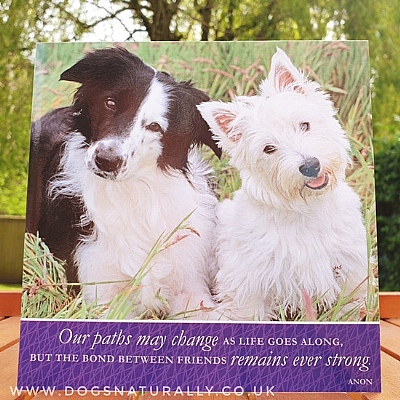 Collie & Westie Friendship Card